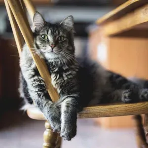 Catsitting and Housesitting in Vejle