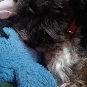 Basitterin Malika in Attendorn.