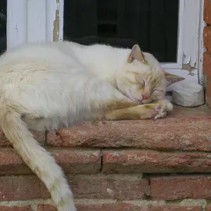 Pet-sitter à Toulouse 🐱 dispo flexible !