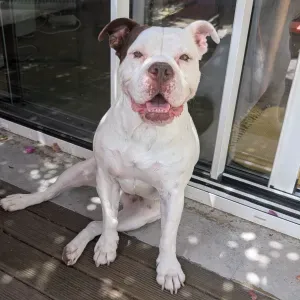 Looking for dogsitter - Lisbon