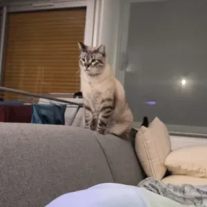 Garde de mon chat chez un pet sitter
