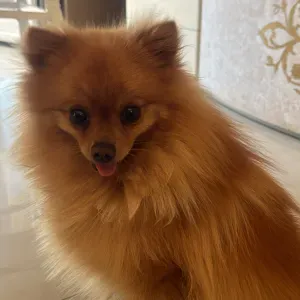 Pet sitting a Roma zona Primavalle(disponile a spostarsi)