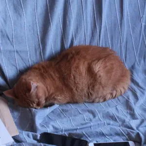 Cat-sitter attentionnée et expérimentée 🐱