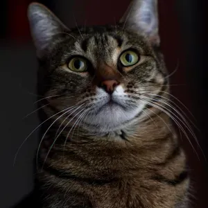 Offerta di lavoro per pulizie a Monza