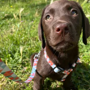 Looking for a dogsitter in Lisbon