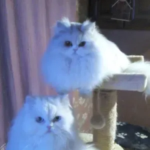 Je cherche une femme de ménage à domicile