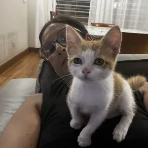 Per sitting per cani ,gatti su bari 