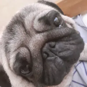 Pet-Sitter dans tout Marseille 