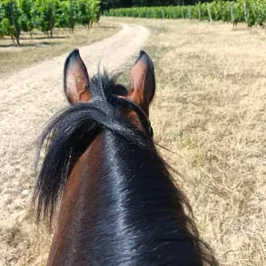 Pet sitter passionée depuis petite