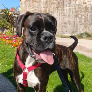 A la recherche d'un pet sitter 