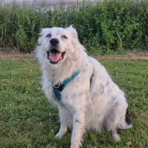 Pet-sitter à proximité de Brest