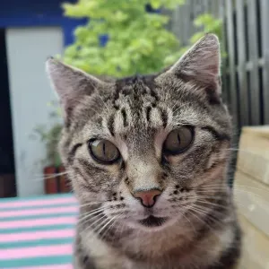 Visites pour 1 chatte