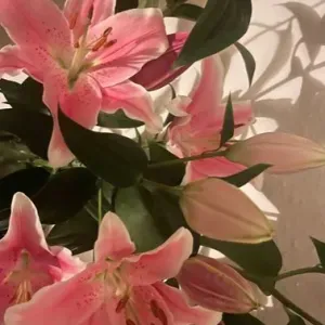 Femme de ménage sérieuse et autonome dans l'Orne 