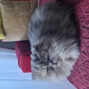 Offre d'emploi pour un(e) petsitter à Messimy 