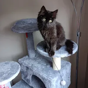 recherche heures de ménage repassage