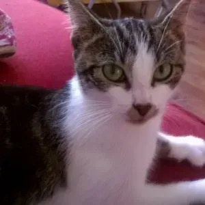 Emploi de Petsitter Sarrebourg