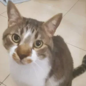 Femme de ménage, rangement, parfois repas - irrégulièrement