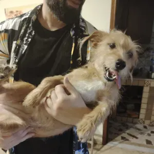 Dog Sitter [Cani Piccola/Media taglia] Acireale