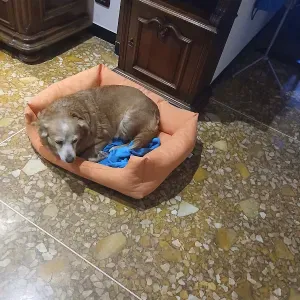 Lavoro come petsitter a Albisola Superiore