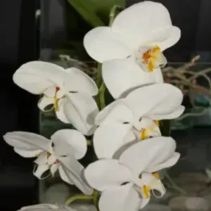 brava badante a ventimiglia-bordighera-Sanremo 