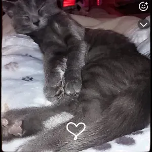 Pet sitter a Lunéville et alentours 