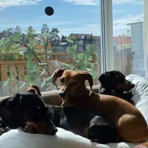 Dog Sitting 31 July - 7 August 2026 in Sandefjord