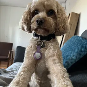 Dog Sitter for most of March