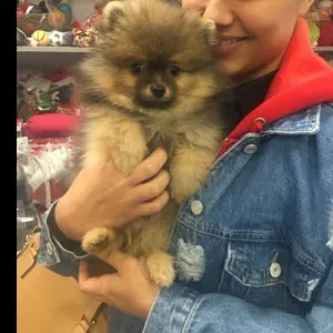 Baby-sitting occasionnel