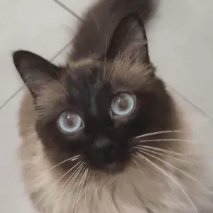 Cherche garde pour notre petit Aksil