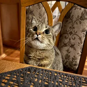 Chętnie zadbam o Twoje zwierzęce dziecko ;)