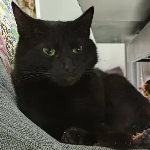 À la recherche d'un.e pet-sitter