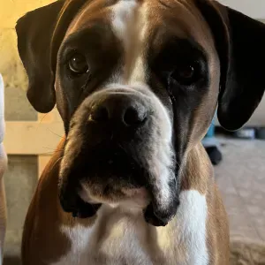 Boxer et Jack, à la recherche d'un(e) dog sitter