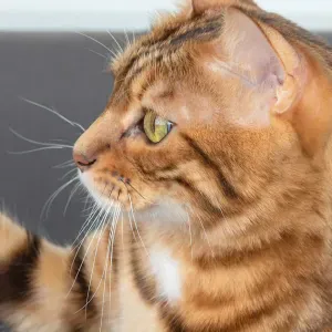 Jeune baby-sitter de confiance – 18 ans 