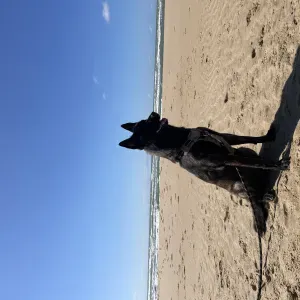 Pet-Sitter à Trainou et aux alentours si je peux