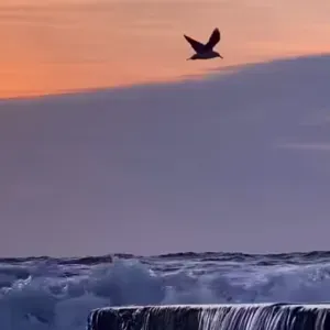 Aide a domicile  pour femme a Fréjus 