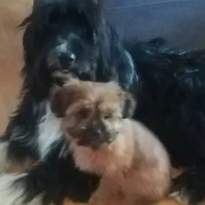 aide ménagère  aide a ma personne