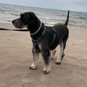 Opieka nad zwierzętami, petsitter