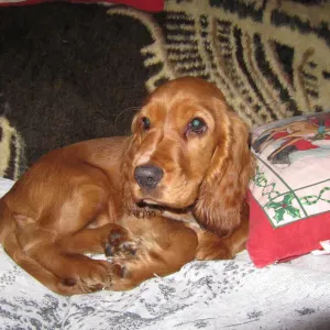 pet sitter para este fim de semana (Esmoriz)