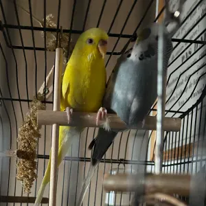 Recherche Petsitter pour perruches du 8 au 13 août 