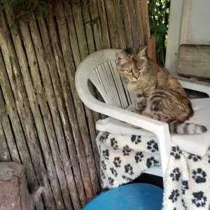 A la recherche d'une pet-sitter sur Franconville 95