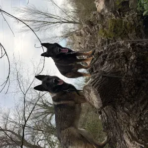 Pet lover and cat lover and i have experience a lot of dog