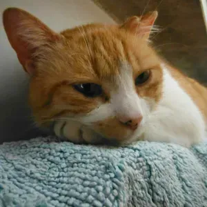 Trabajo de cuidador de mascotas en Barakaldo