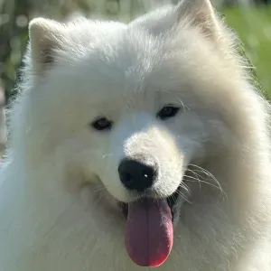 Je recherche une femme de ménage 