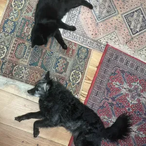 Recherche Petsitter