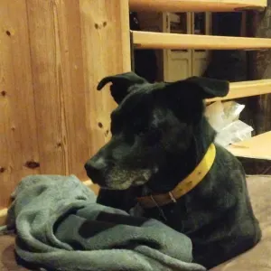 Recherche un petsitter 19-23 février