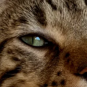 Recherche garde chat à partir 