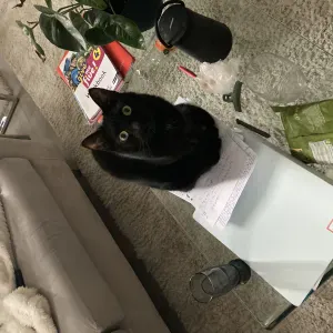 Pet-Sitter à Neuilly sur Seine 