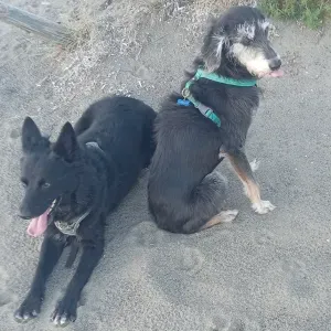 Cerco dog Sitter a Castiglione del lago