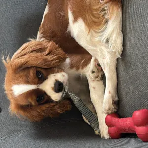 Pet-Sitter à JULLOUVILLE entre la mer et la campagne