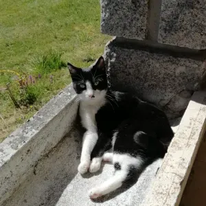 Garde de chats à Lyon et alentours ! 